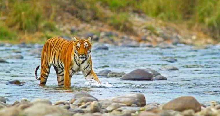 Jim Corbett National Park Package