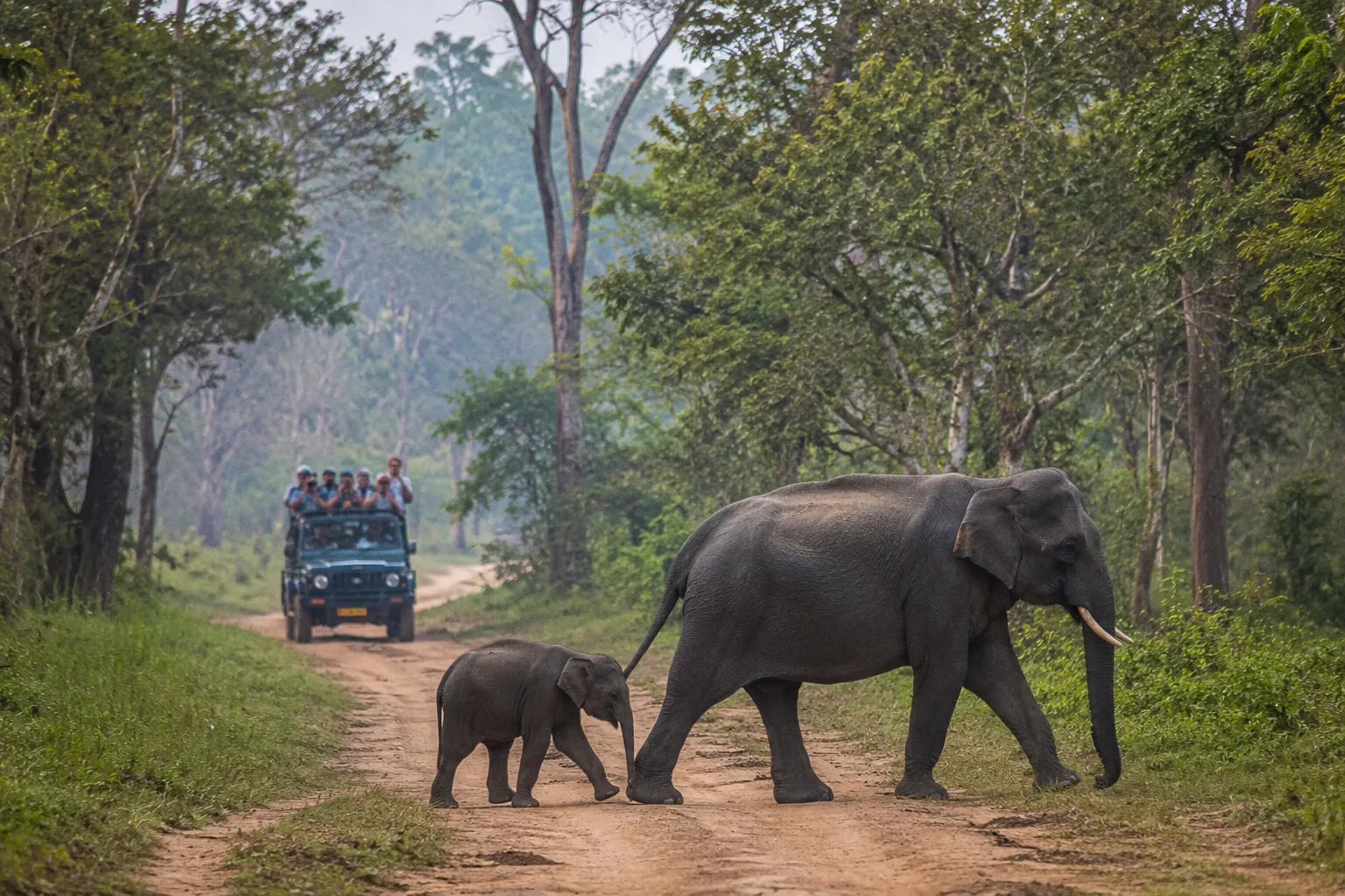 Bandipur National Park Tour Package